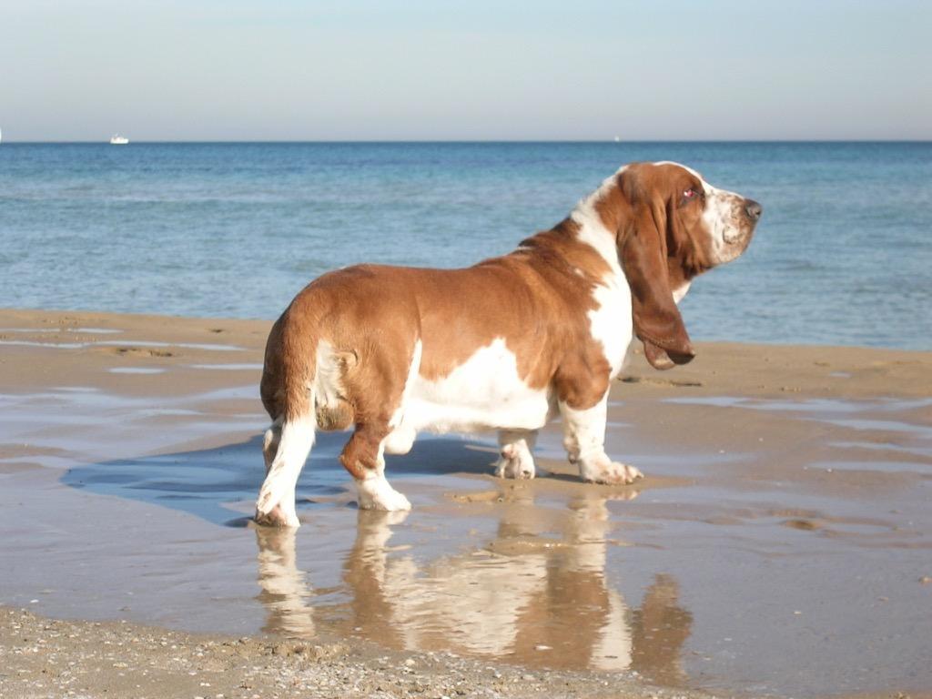 Cute Basset Hounds Wallpapers