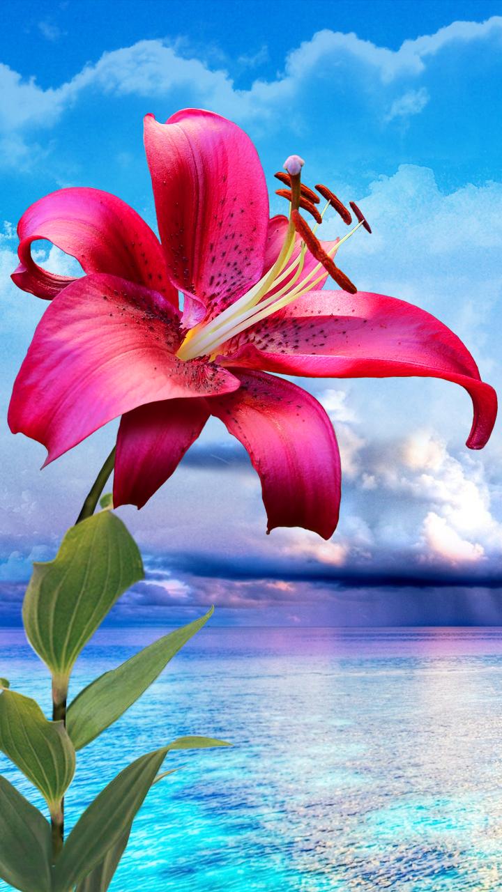 Flowers. Magic Touch Wallpaper