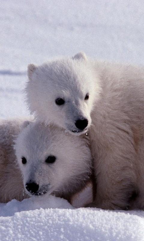 Polar Bear Wallpapers